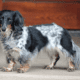 long haired dapple dachshund