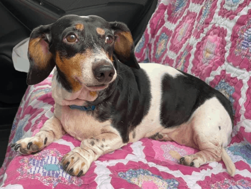 mini dachshund/basset hound mix