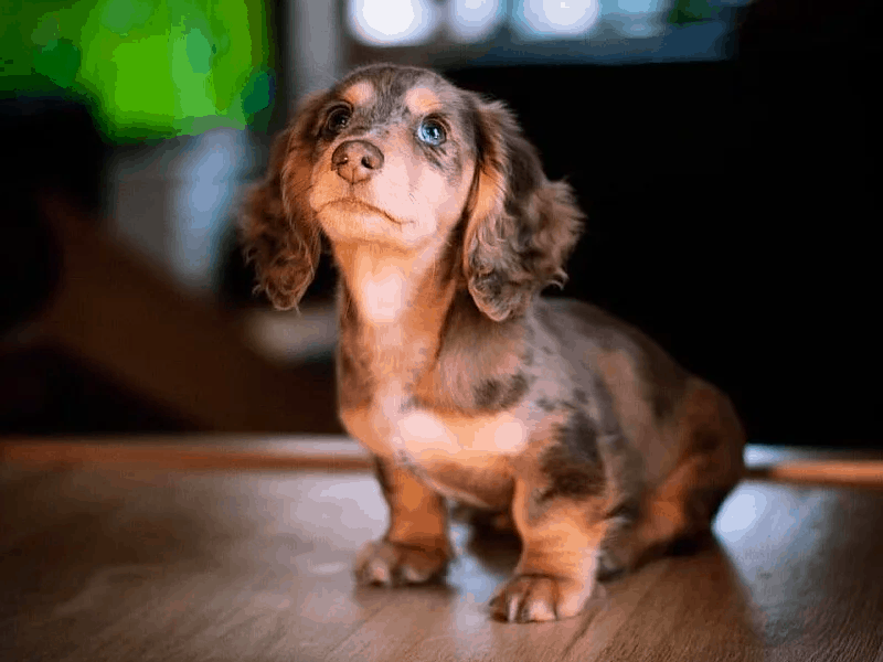 miniature chocolate and cream dapple dachshund