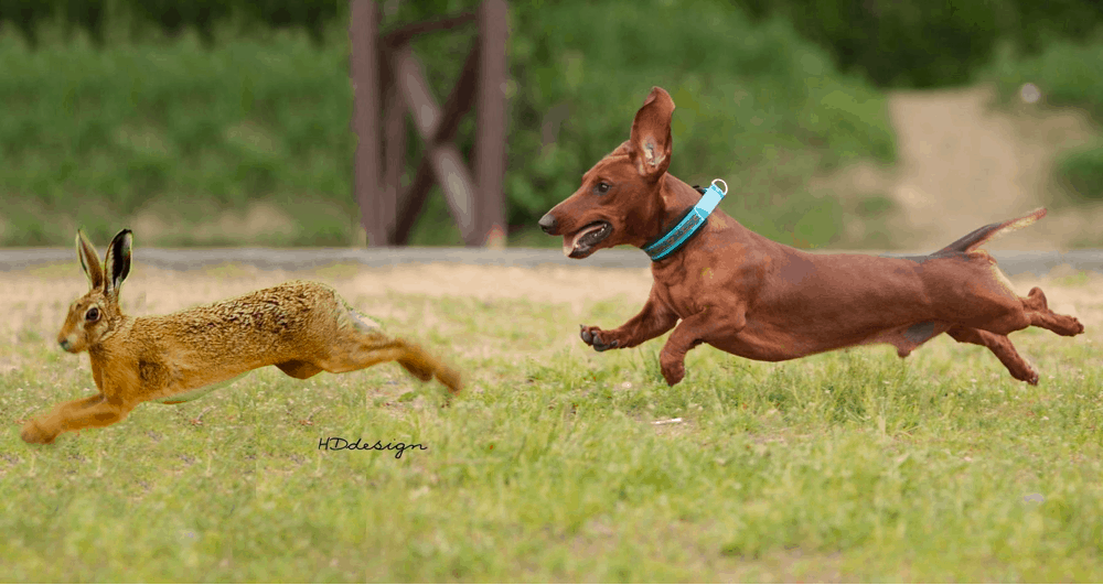 miniature dachshund hunts rabbits and squirrels