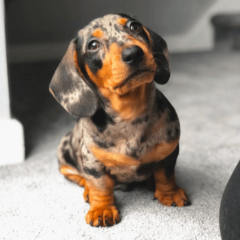 miniature dachshund