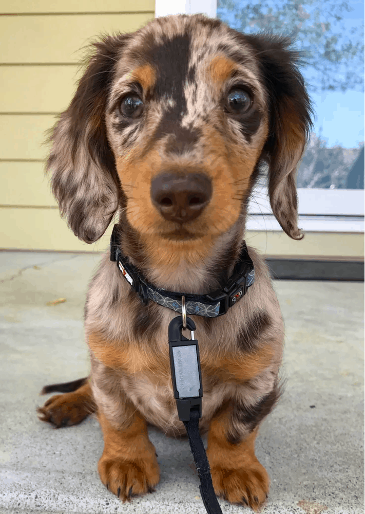 Dapple Dachshunds – Temperament, Health, Costs and Pictures Dapple Dachshunds – Temperament, Health, Costs And Pictures