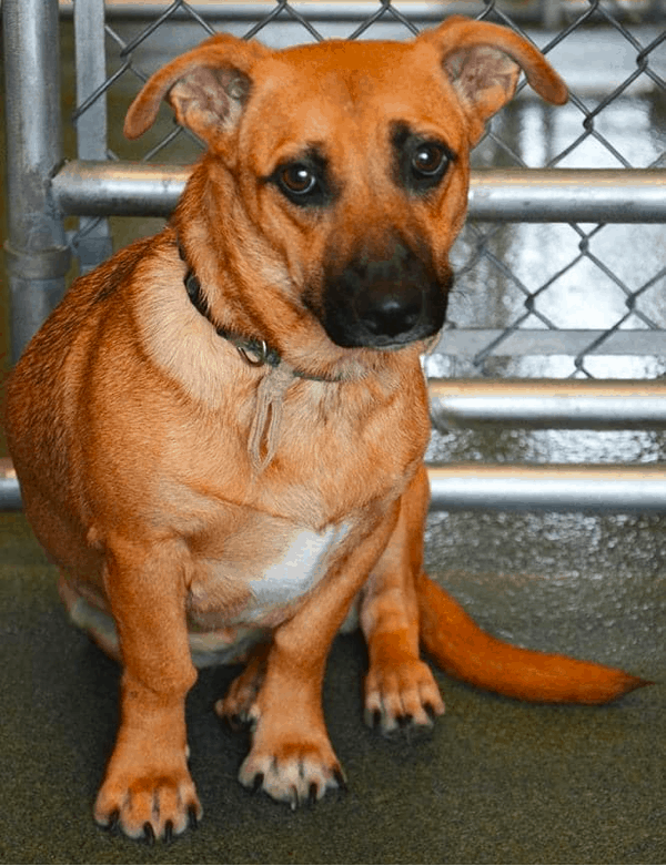 red and black Dachshund Basset Hound mix