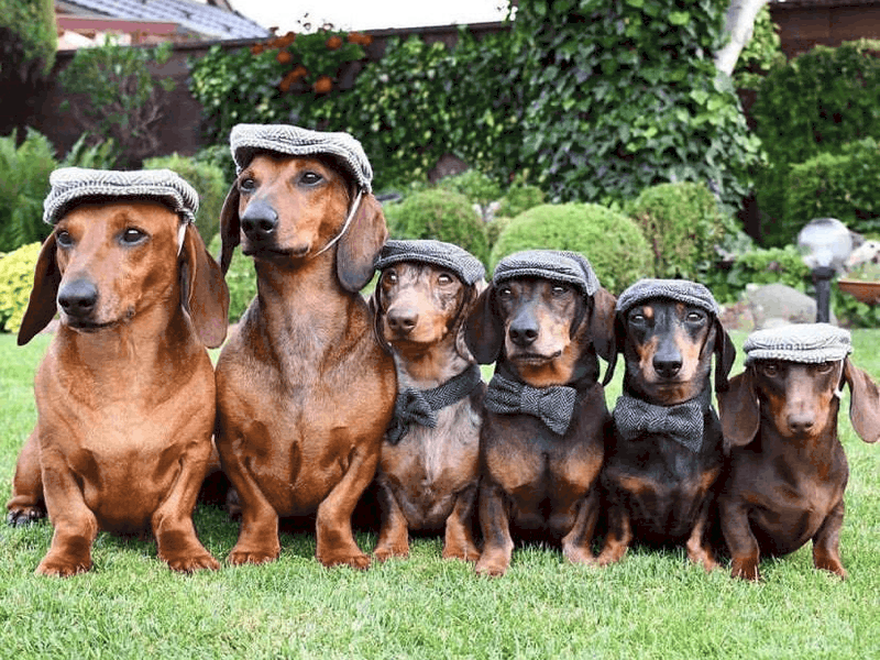 when do dachshunds stop growing