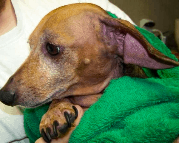 yeast infection in dachshund ears