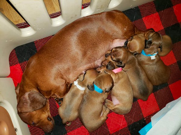 A Dollop of Doxies: Short-haired Mini Dachshund Breeder
