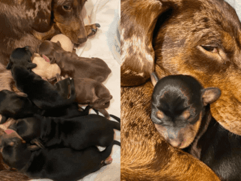 Asgard miniature Dachsund Breeder