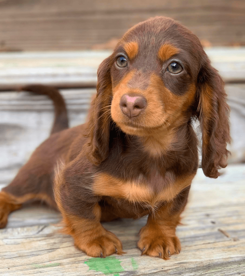 Bear Creek Dachshunds - Breeder in Alabama