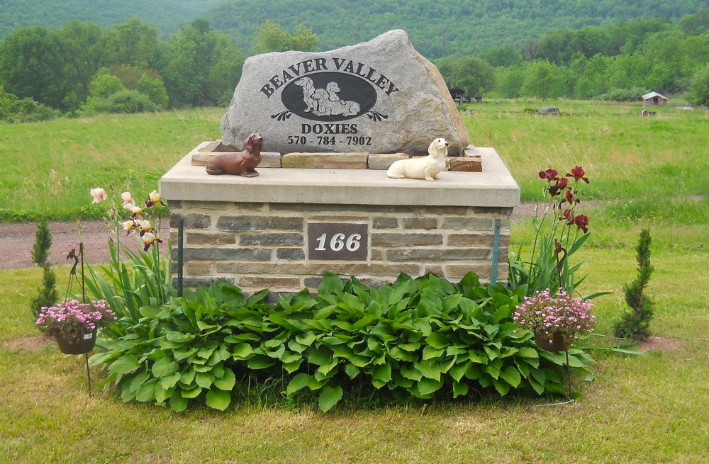 Beaver Valley Dachshund Breeder in Pennsylvania