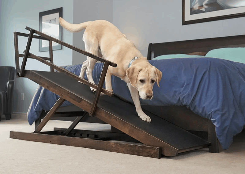 Best Bed Ramp for Large Dogs