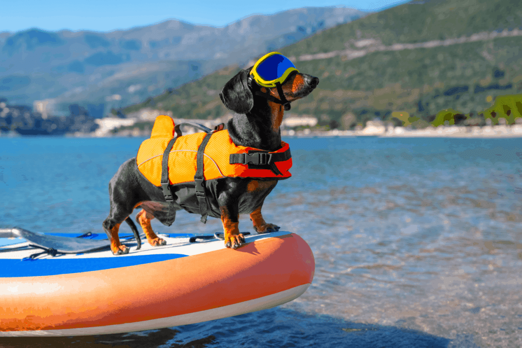 Best Dachshund Life Jacket