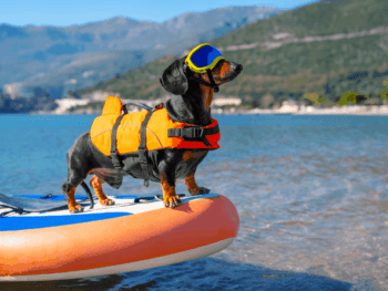 Best Dachshund Life Jacket