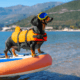 Best Dachshund Life Jacket