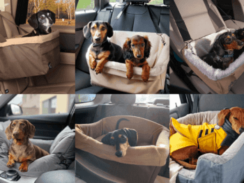 Best Dog Car Seats for Dachshund