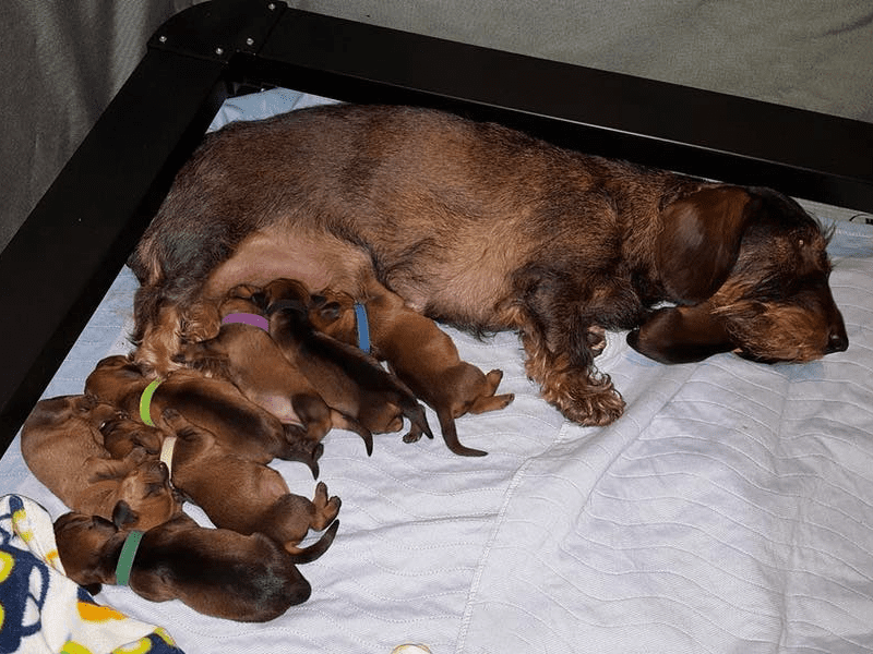 Boreas Standard Wire-haired Dachshund Puppies in Kentucky