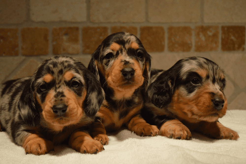 Bright Creek Kennel in Alabama