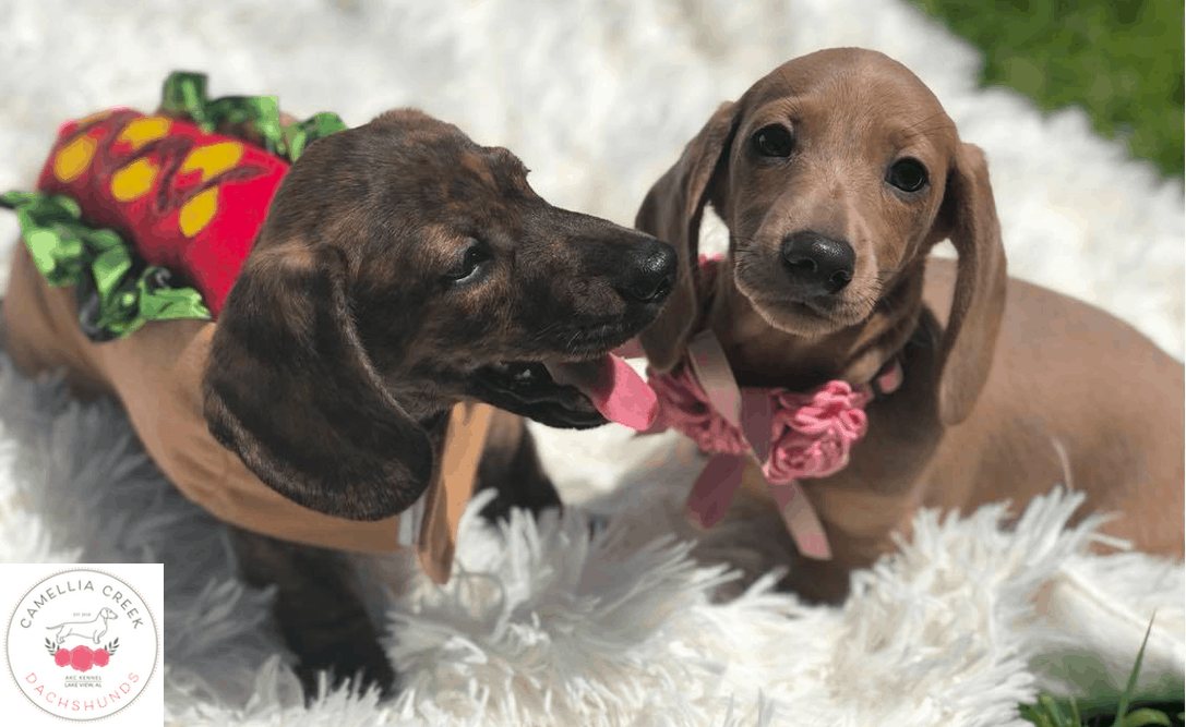 Camellia Creek Dachshunds in AL