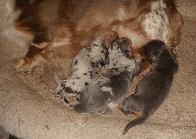 Carousel Acres Miniature Dachshunds
