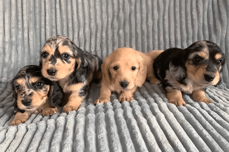 Cindy’s Precious Long-Haired Dachshunds Breeder