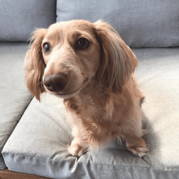 DC Mini Dachshunds