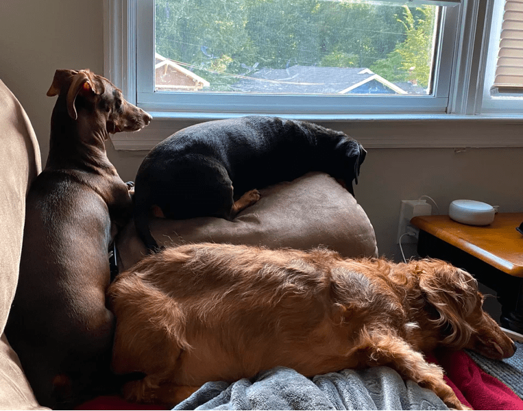 Dachshund Separation Anxiety