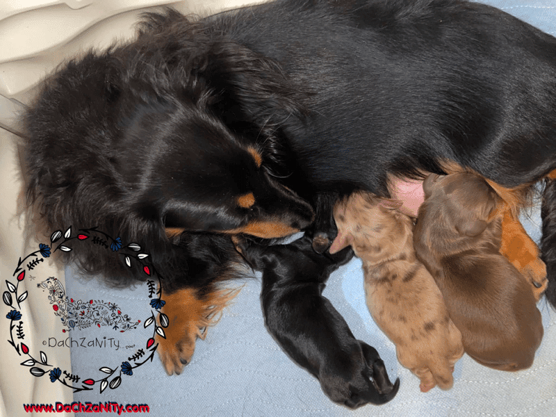 Dachzanity Miniature Dachshunds Wisconsin