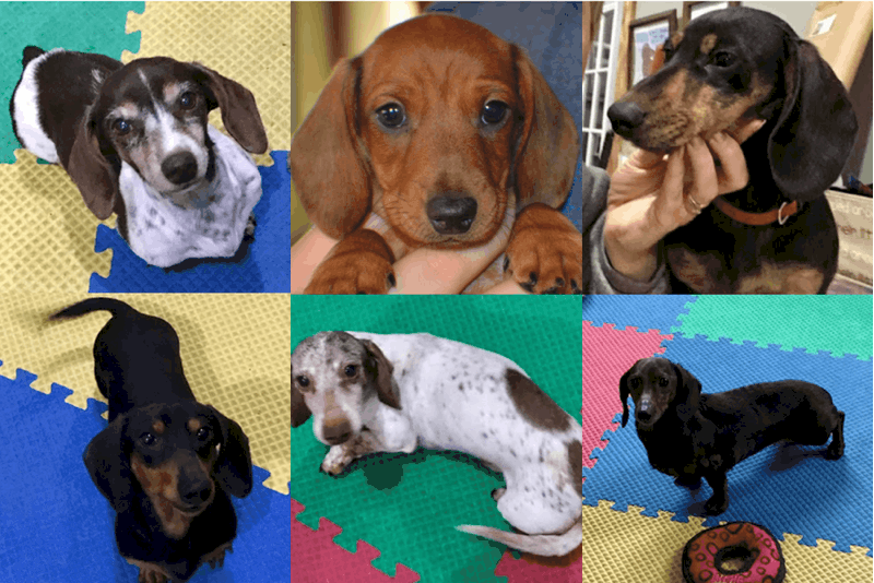 Dancing Kennels - Dachshund Breeder