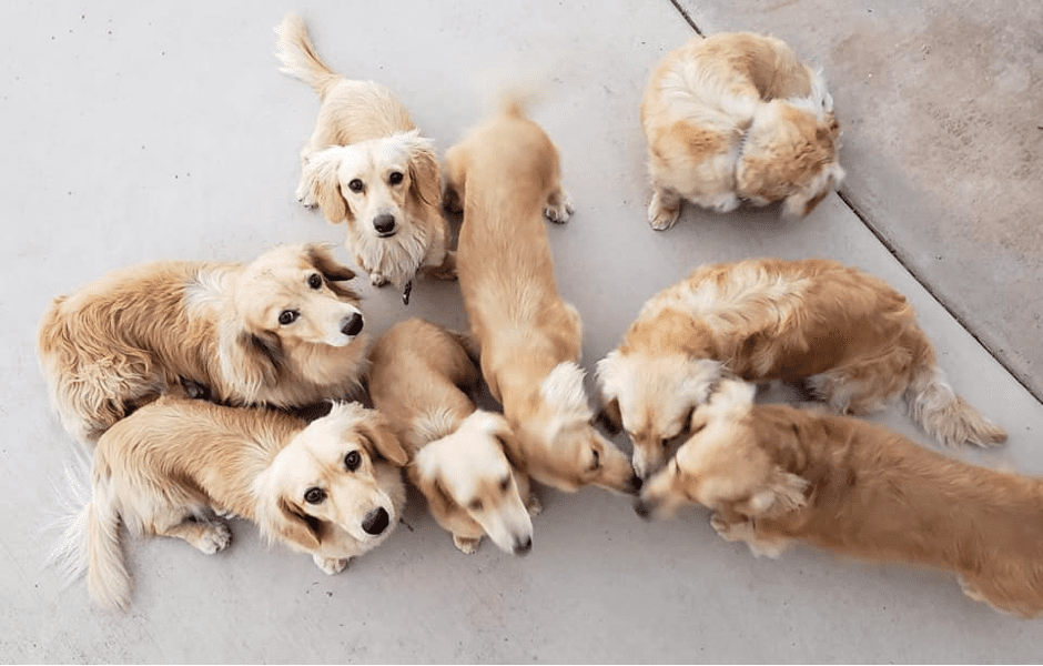 Danville Cream Dachshunds