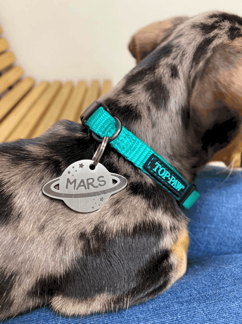 Dog Collar for Dachshunds