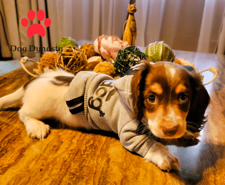 Dog Dynasty Dachshund Breeder in Illinois