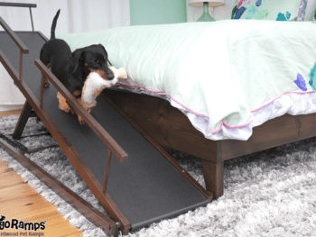 DoggoRamps Reviews