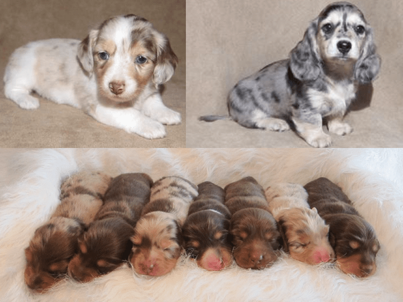 Doxie Waggin Tails in Illinois