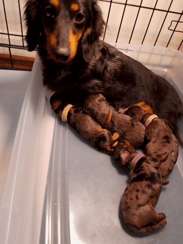 DoxieWoods Dachshund Breeder