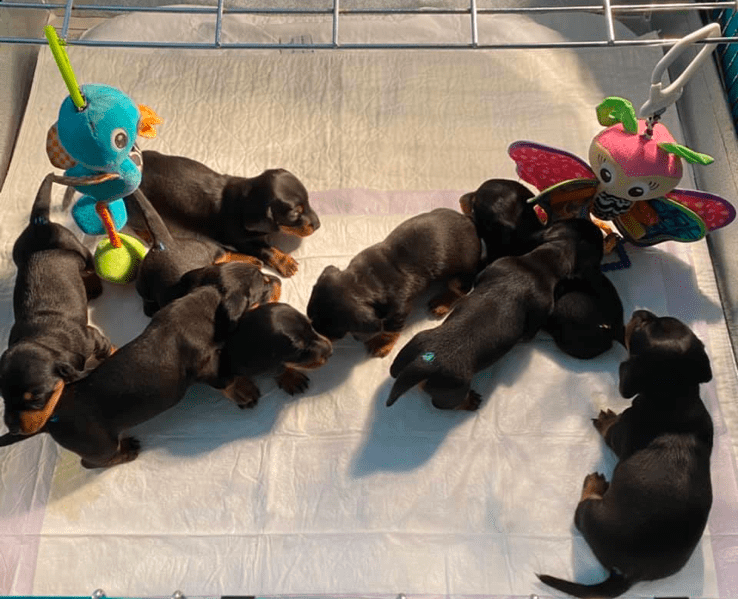 Dreamin’ Dachshunds in Pennsylvania