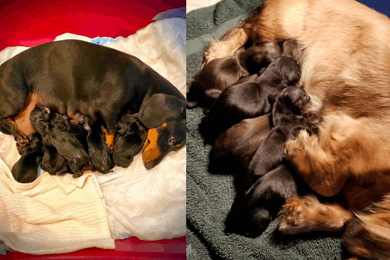 Dressler's AKC Miniature Dachshunds