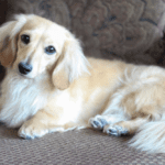English Cream Dachshunds: Temperament, Types, Health and Care