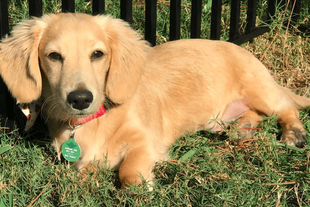 English Cream Dachshund Temperament