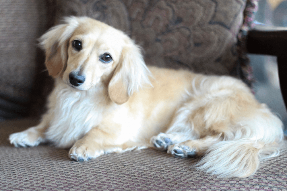 Long Haired Cream Mini Dachshund | vlr.eng.br