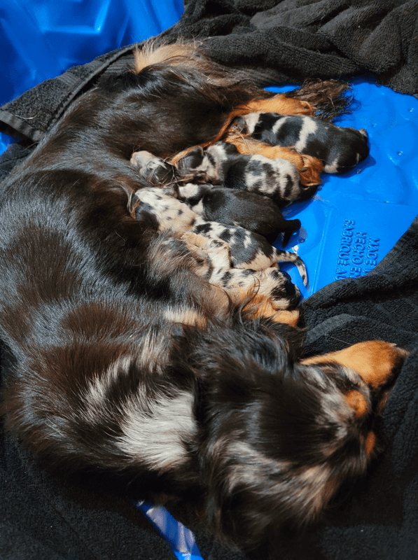Fair Haven Dachshunds Breeder