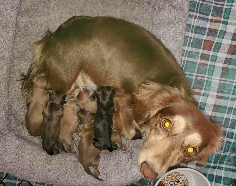Friel Family Dachshunds