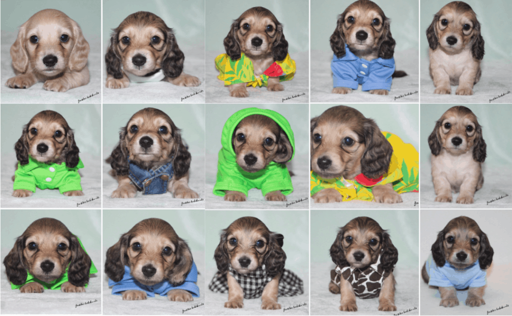 FrostDox: Miniature Dachshund Breeder