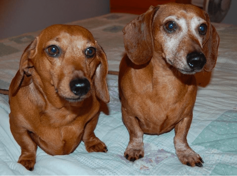 getting another dog help my dachshund’s separation anxiety