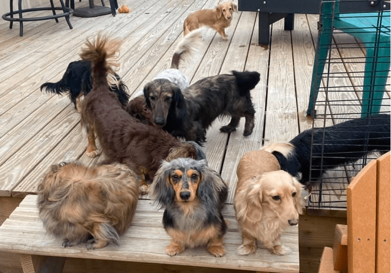 Happy Dachshund Breeder in Pennsylvania
