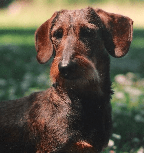Hathor Farm Wire-Haired Dachshunds in Northwest