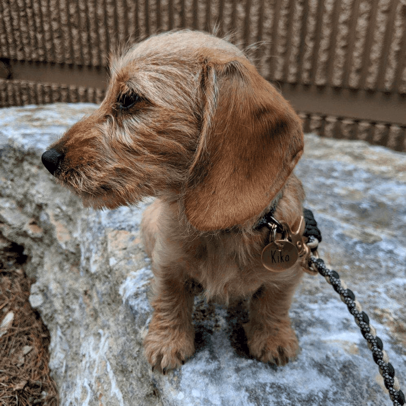 Heartfelt Wire-haired Dachshund Breeder