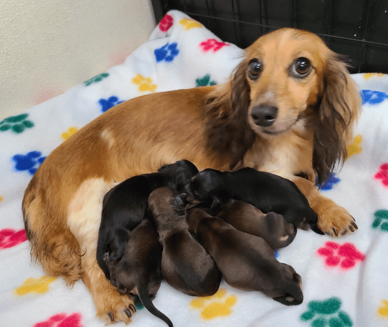 Heartland Dachshunds of Southern Illinois