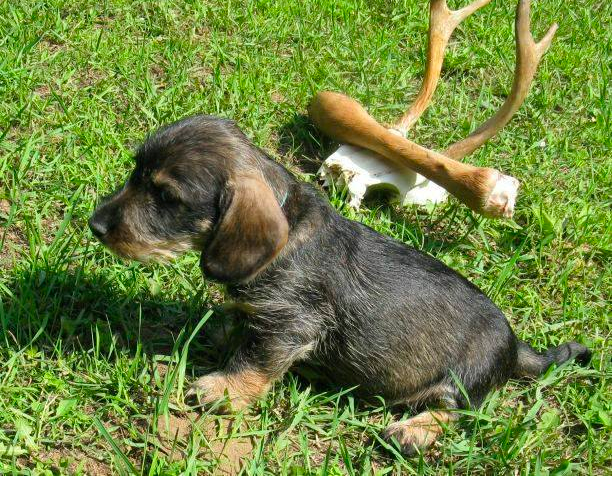 Hessenjaeger Wirehairs 