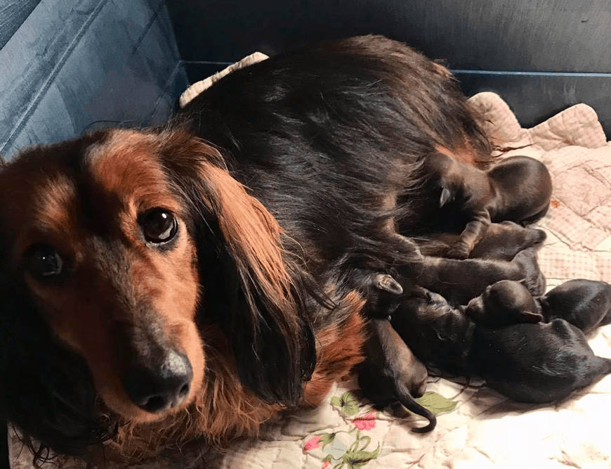 Hidden Haven Dachsies