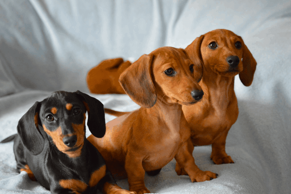 Hielscher Dachshunds in Michigan