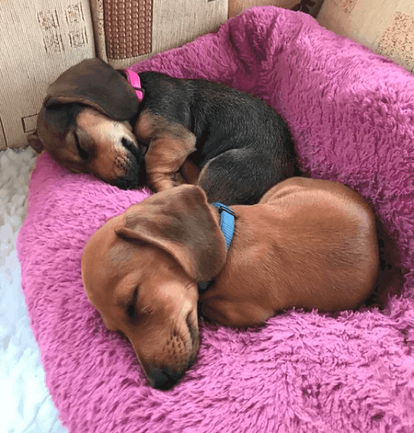 How Much Sleep Do Dachshund Puppies Need